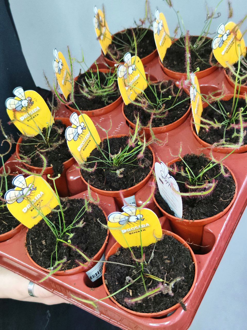Росянка Бината (Drosera Binata) D9см