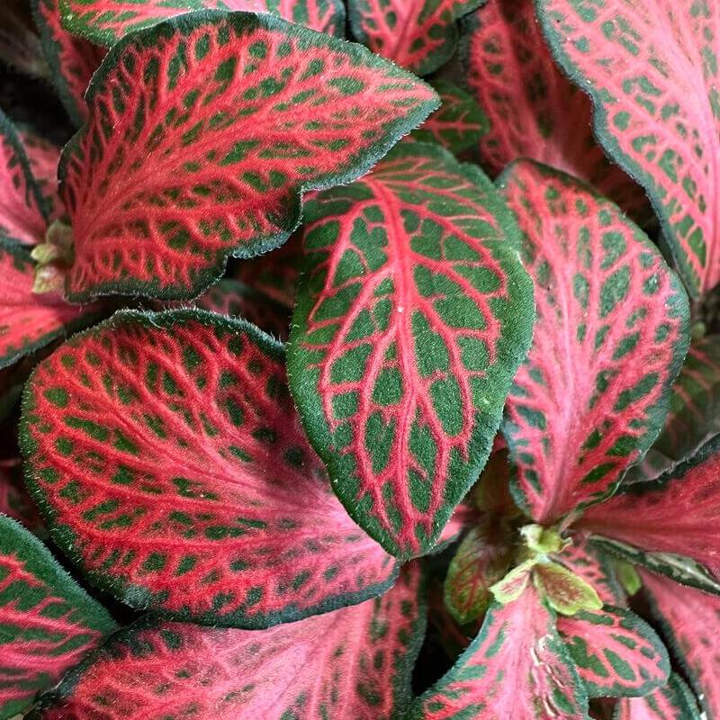 Фиттония Ред Стар (Fittonia Red Star) D8,5см