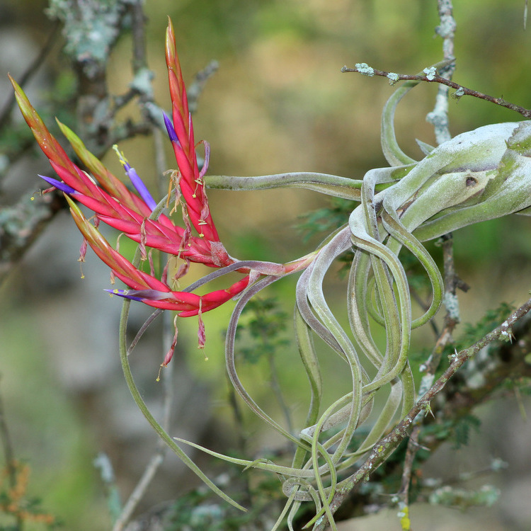 Тилландсия Голова Медузы Мини (Tillandsia Caput Medusae Mini)