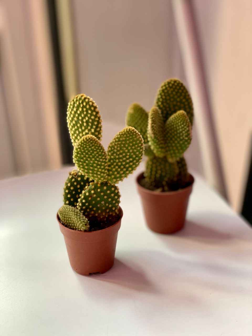 Опунция Микродазис Йеллоу (Opuntia Microdasys Yellow) D5см