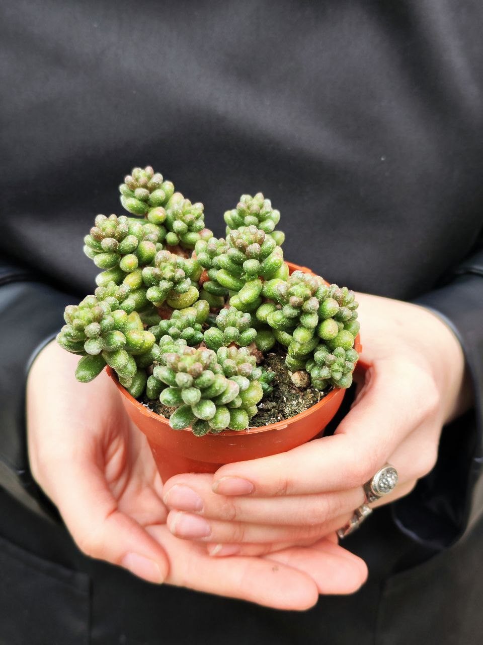 Седум Хернандеса (Sedum Hernandezii) D8,5см