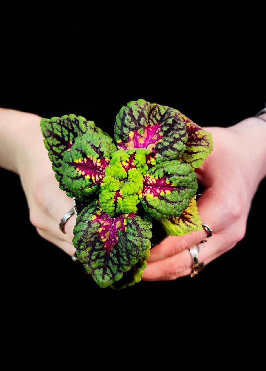 Колеус Блюме Конг Роуз (Coleus Kong Junior Rose) D6см