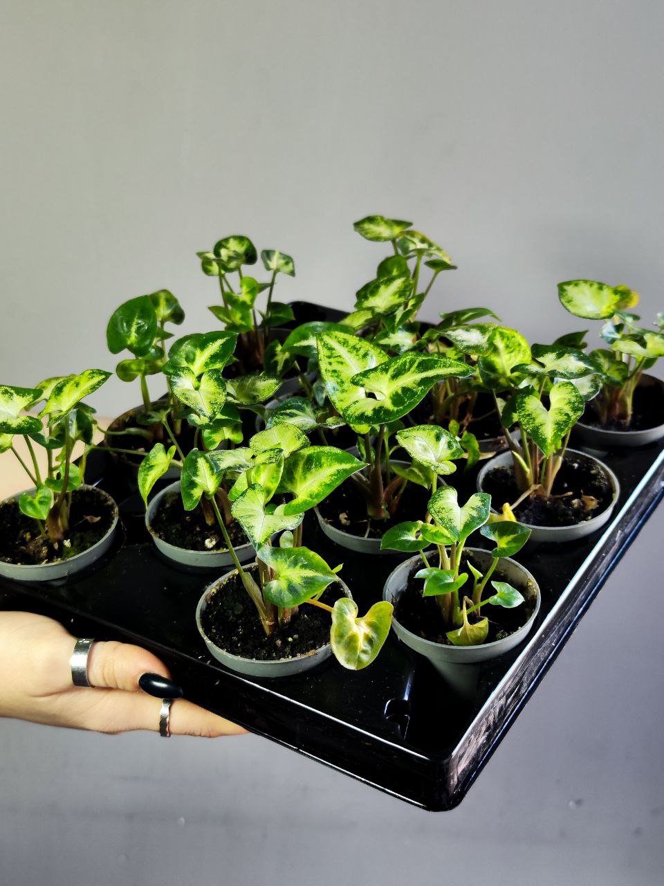 Сингониум Пикси (Syngonium Pixie) D6см