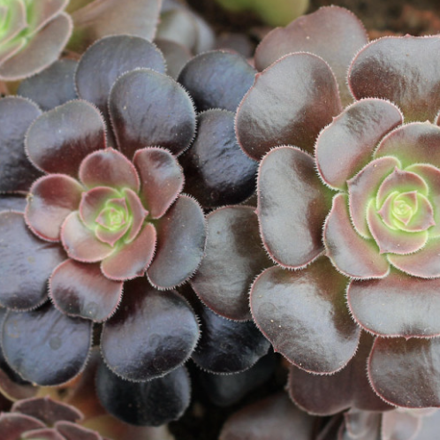 Эониум Велюр (Aeonium Velour) D8,5см