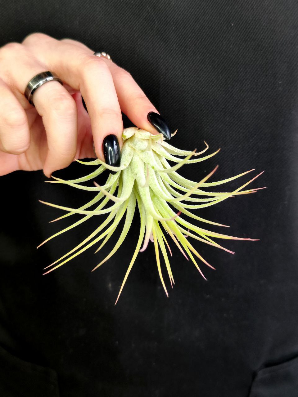 Тилландсия Ионанта Желтая (Tillandsia Ionantha Yellow)