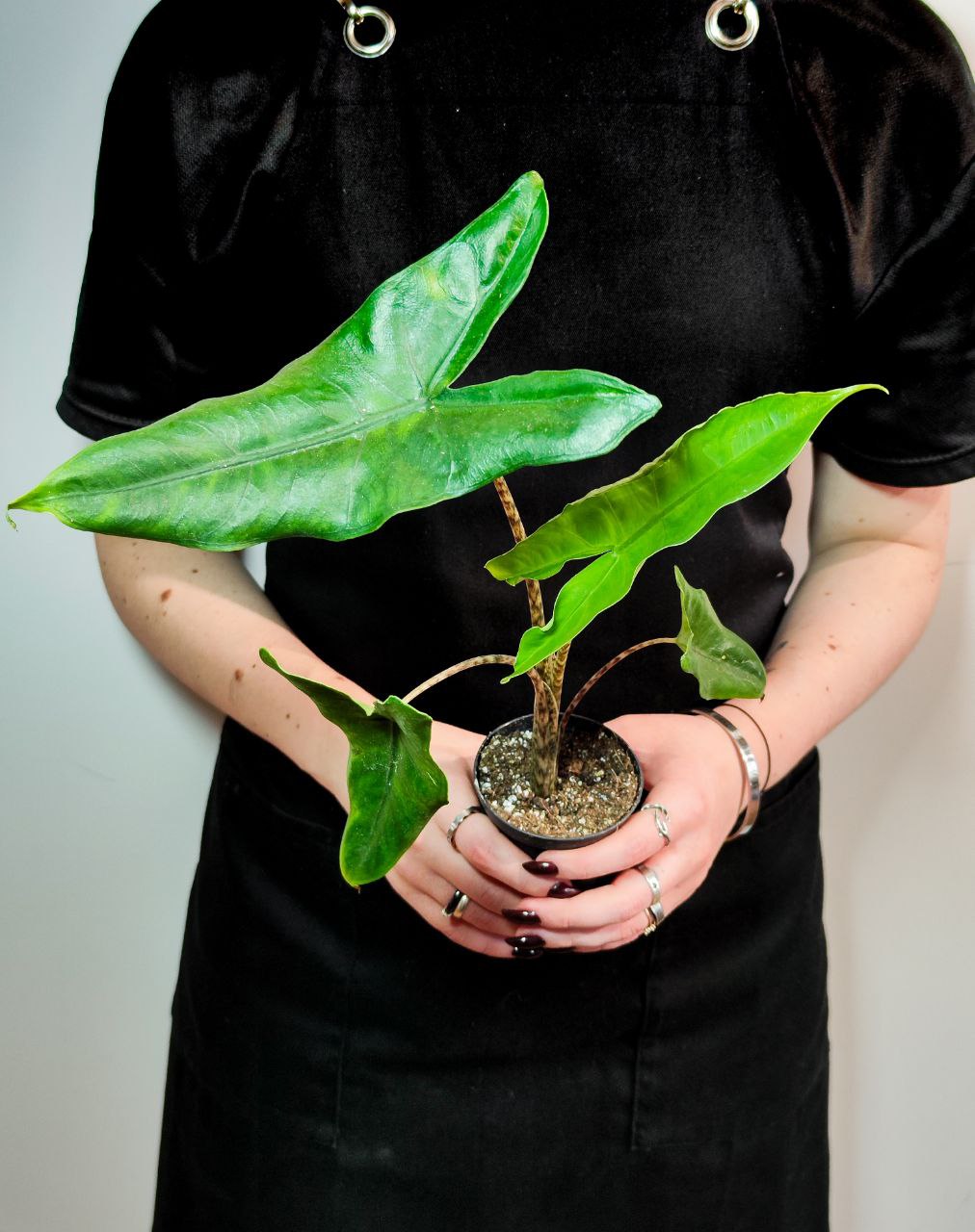Алоказия Зебрина (Alocasia Zebrina) D6см
