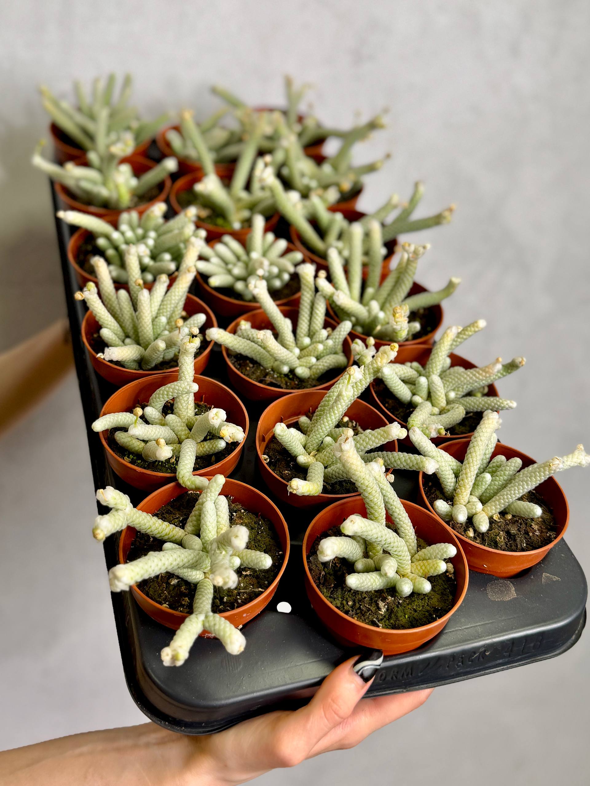 Авония Папирацея, или Бумагоподобная (Avonia Papyracea) D8,5см