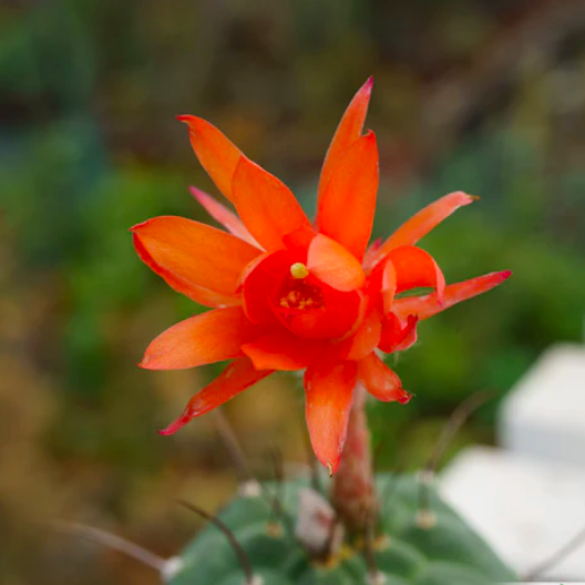 Кактус Матукана Мадисониорум (Matucana Madisoniorum) D8,5см