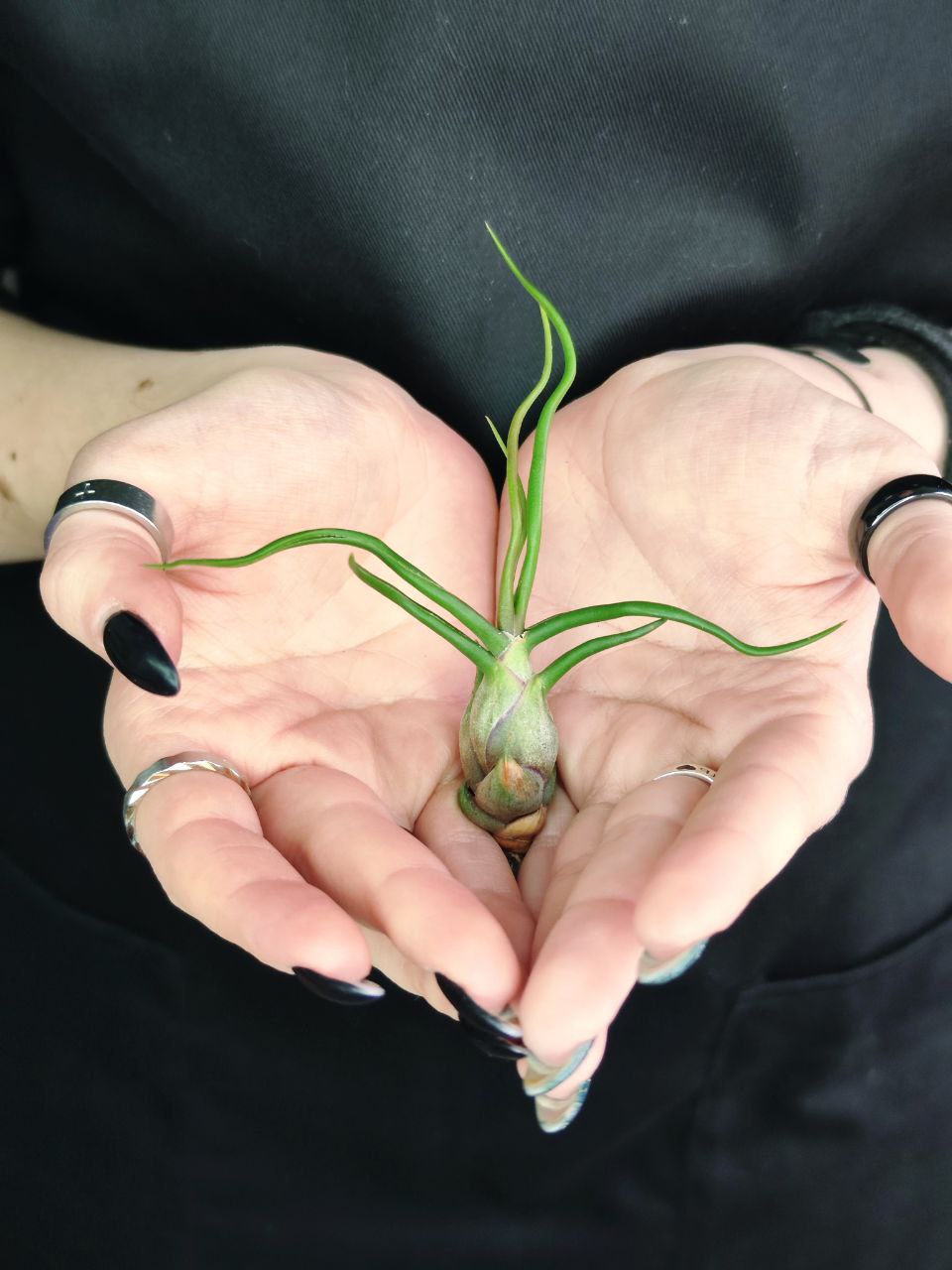 Тилландсия Бульбовидная (Tillandsia Bulbosa)