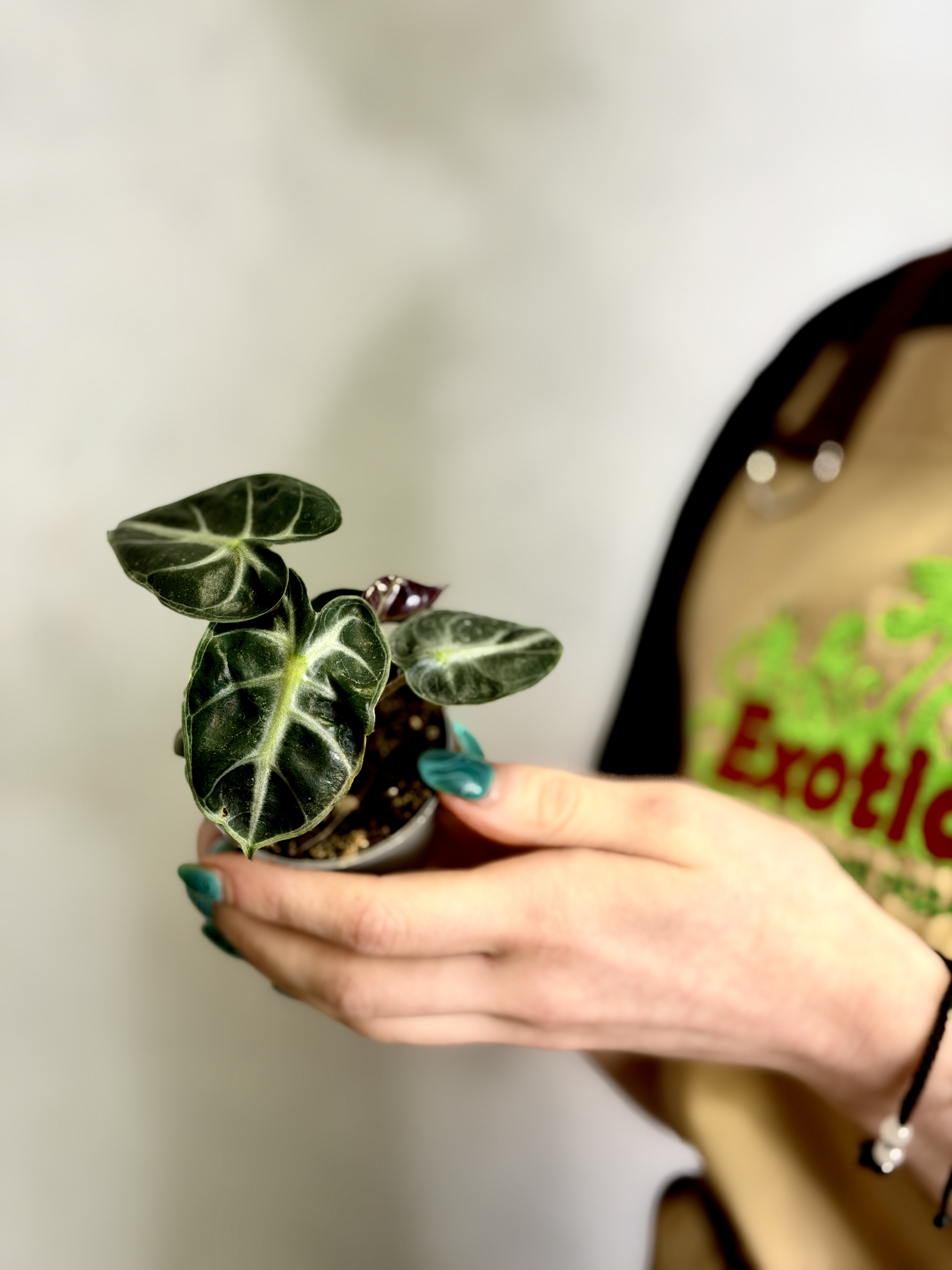 Алоказия Балун Харт (Alocasia Balloon Heart) D6см