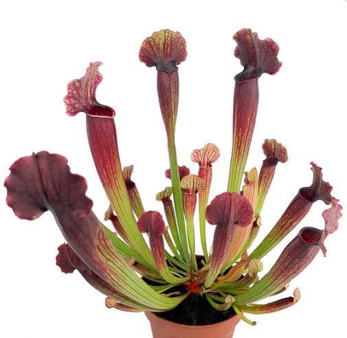 Саррацения Томас (Sarracenia Thomas) D12cм
