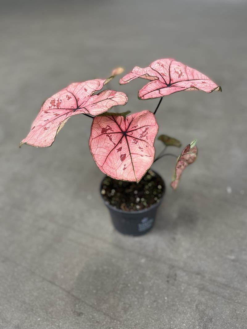 Каладиум Хейди (Caladium Heidi) D12см