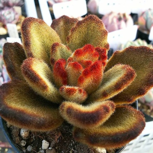 Каланхоэ Томентоза Негра (Kalanchoe Tomentosa Negra) D5см