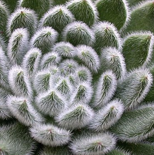 Эхеверия Сетоза Щетинистая (Echeveria Setosa) D8,5см
