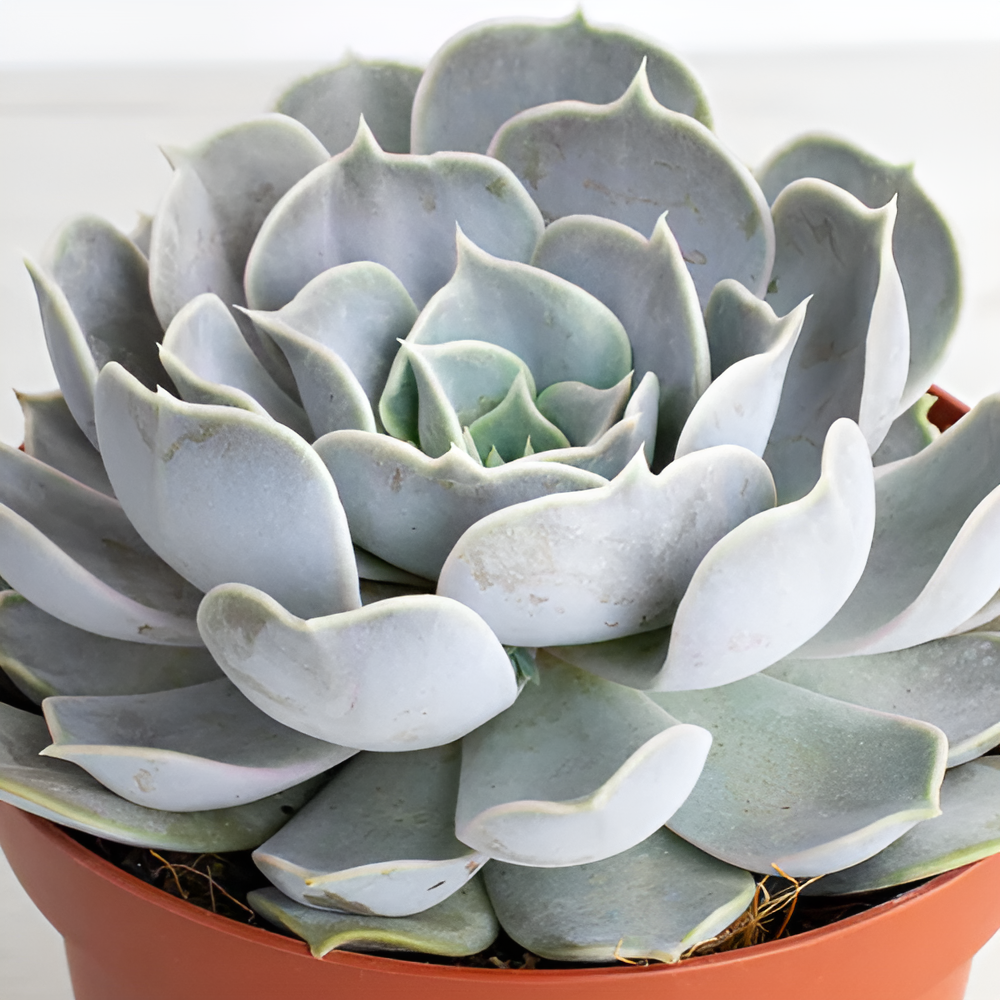 Эхеверия Лиловая, или Эхеверия Лилацина (Echeveria Lilacina) D8см