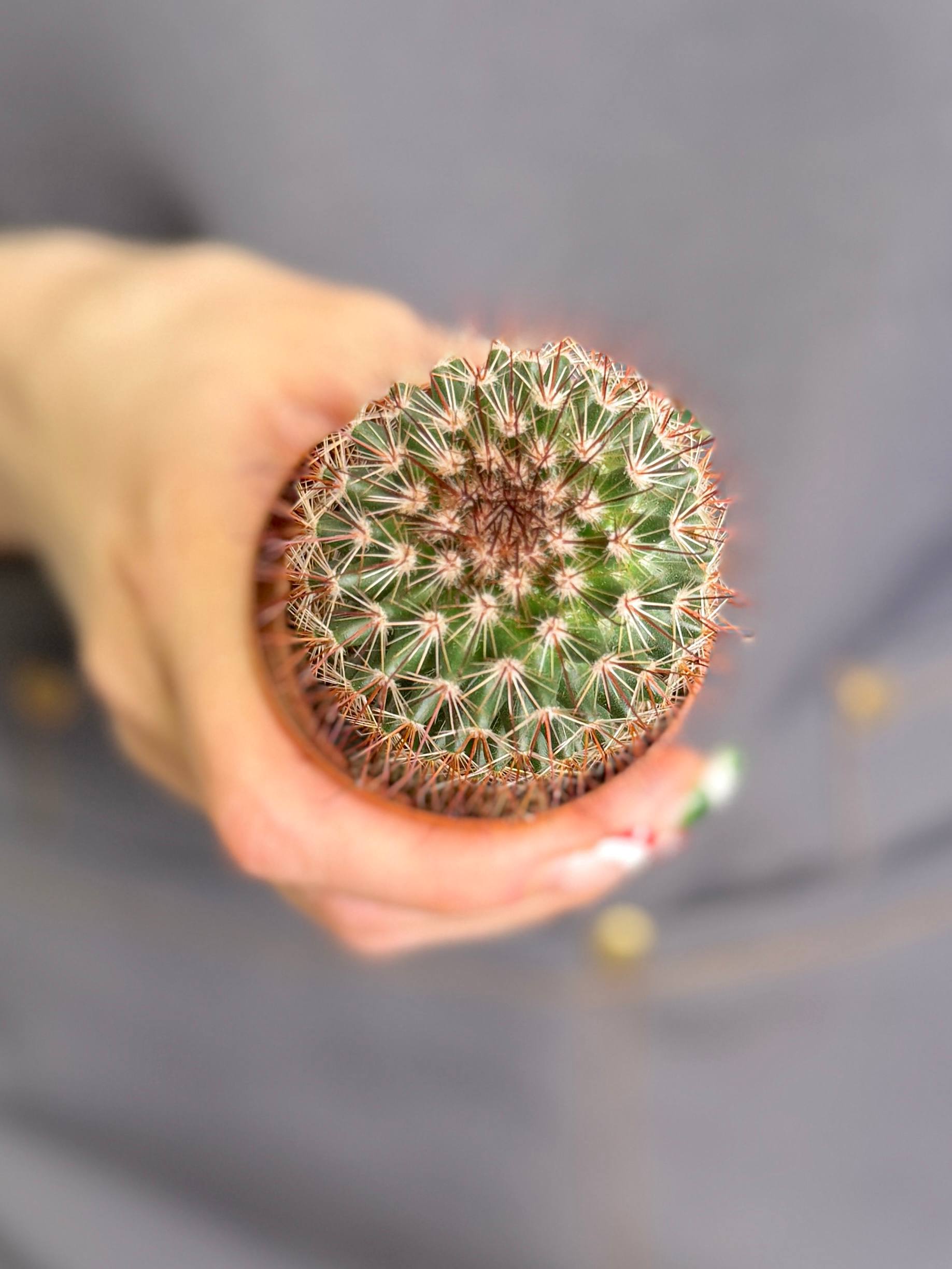 Маммиллярия Спинозиссима, или Колючейшая (Mammillaria Spinosissima) D5см