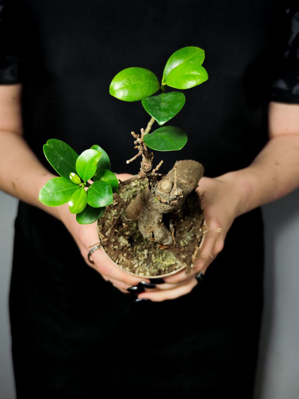 Бонсай Фикус Микрокарпа (Ficus Microcarpa) D9см УЦЕНКА