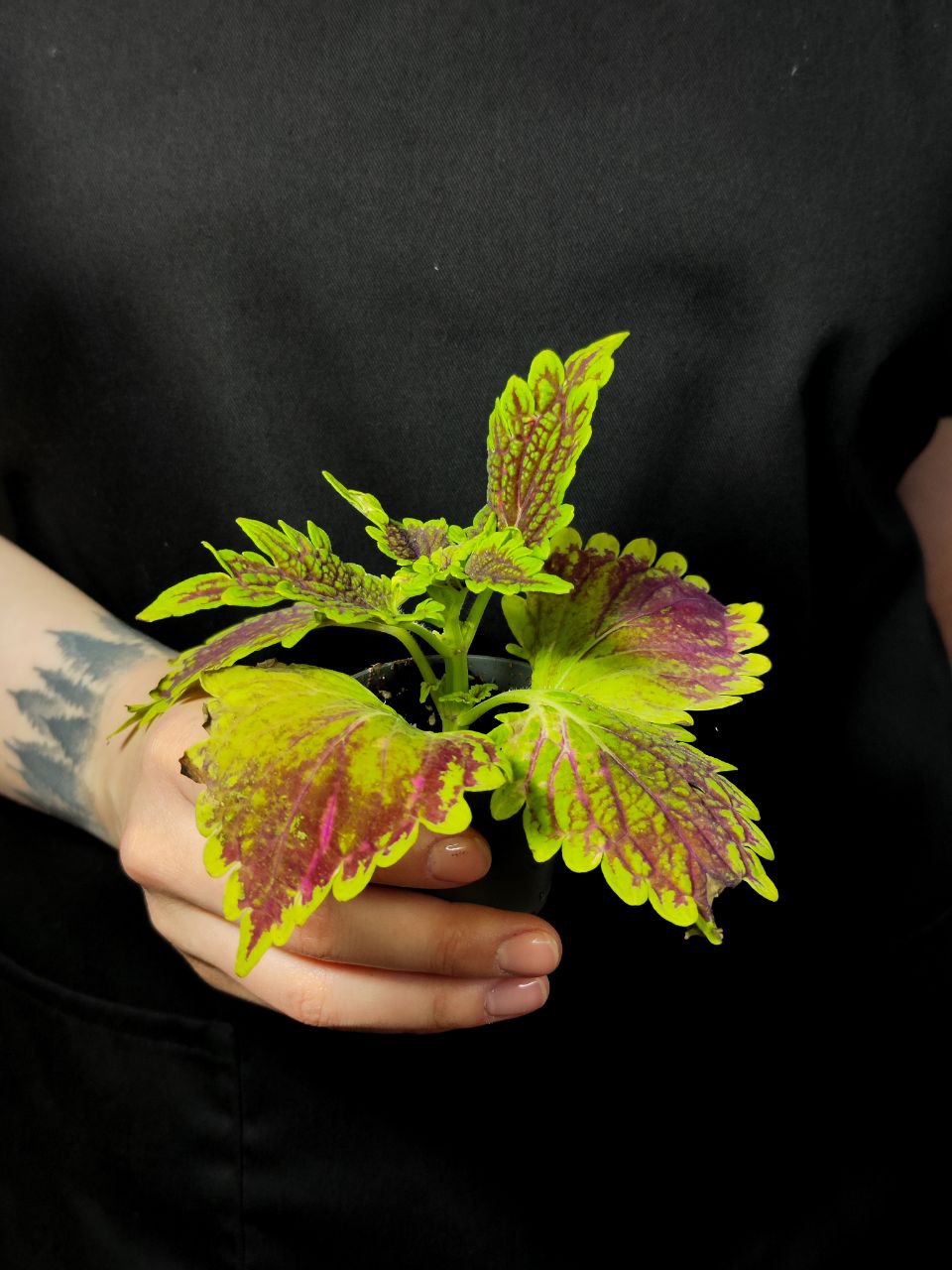 Колеус Мэджик (Coleus Magic) D6см