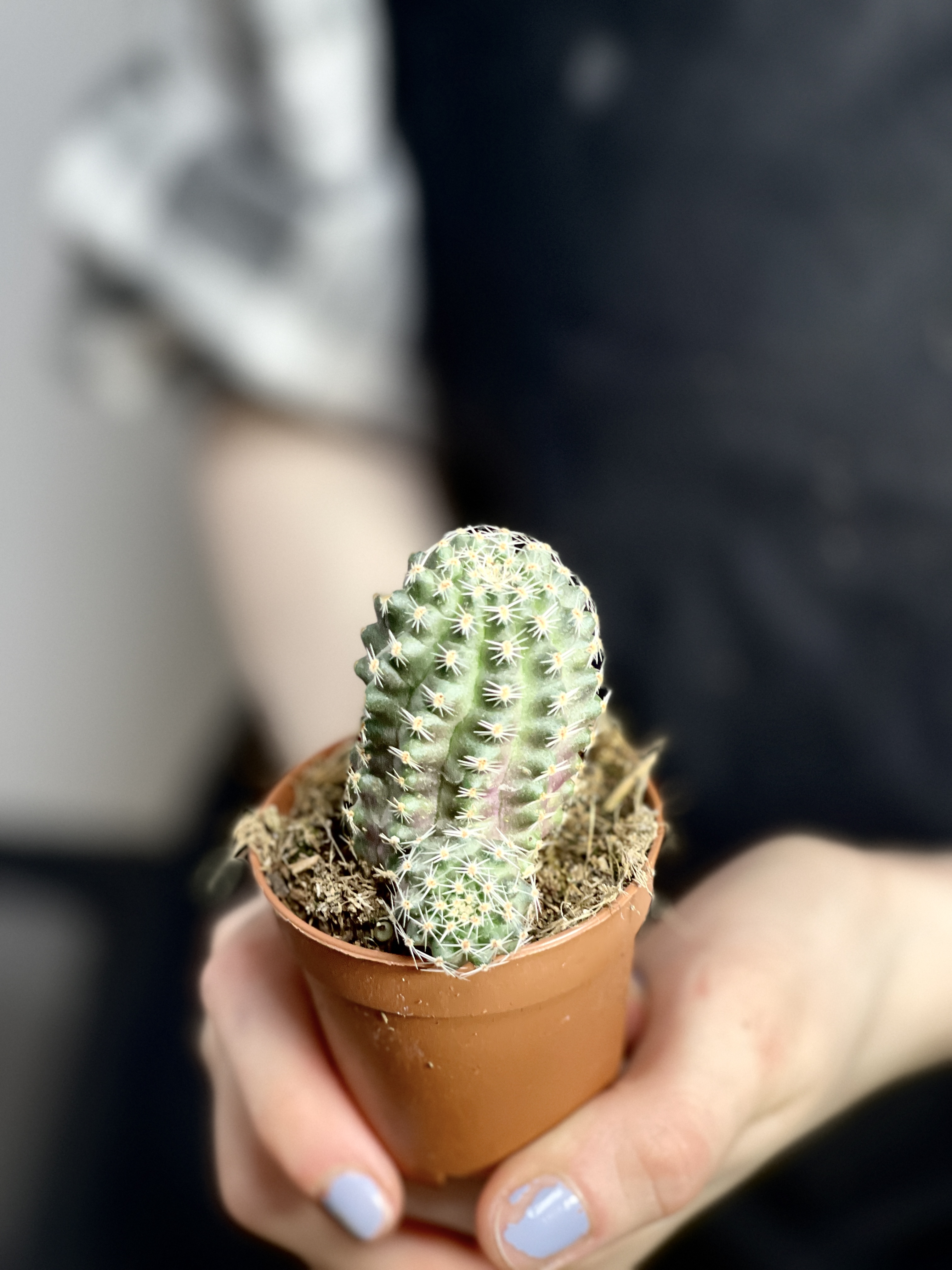 Ребуция Пигмея (Rebutia Pygmaea) D5см