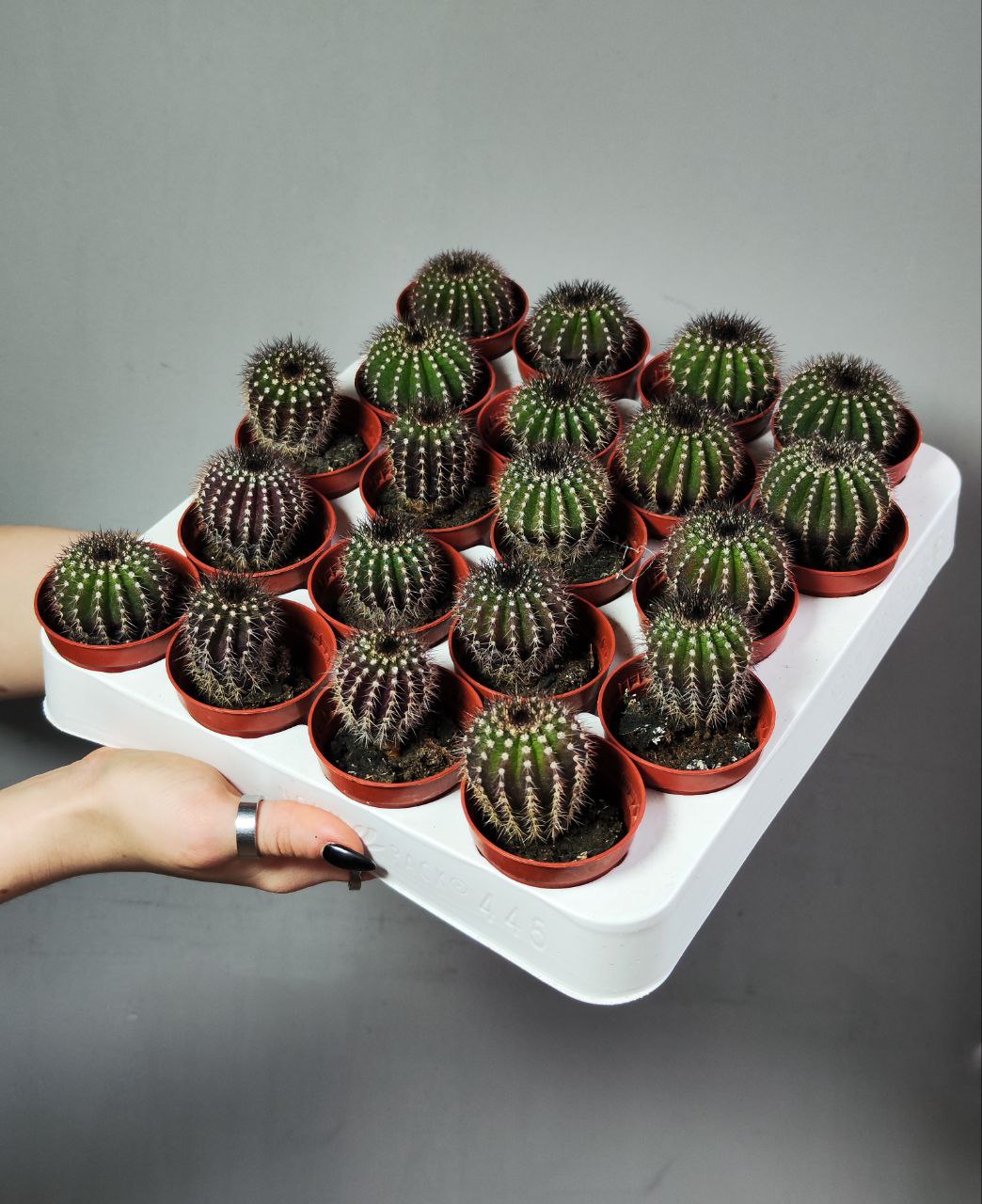 Нотокактус Юбельмания Пектинифера (Notocactus Uebelmannianus Pectinifera) D5см