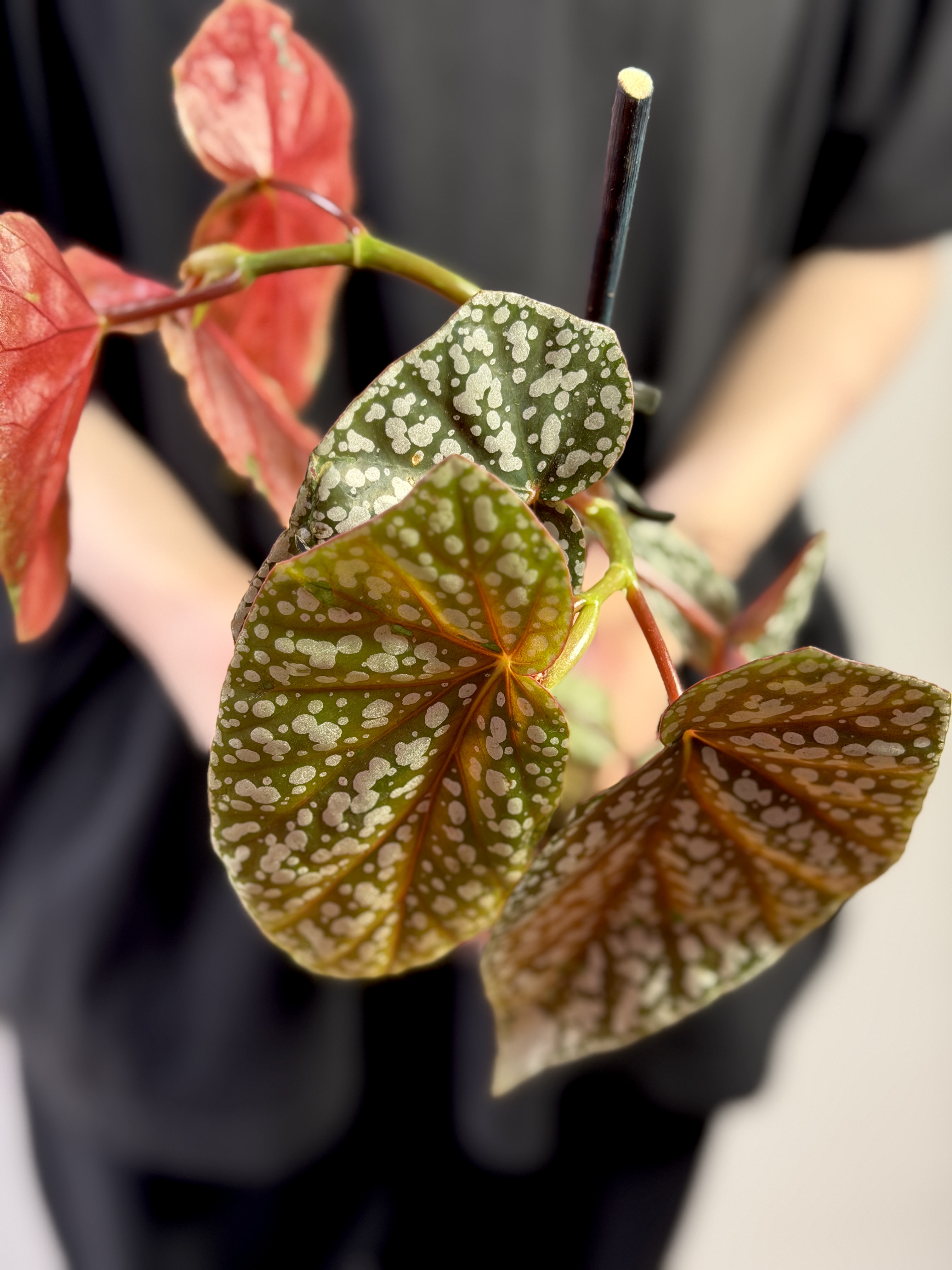 Бегония Сноу Кап (Begonia Snowcap) D8см