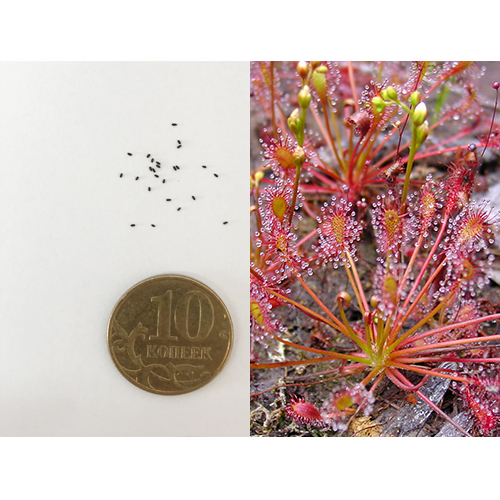 Семена Росянки промежуточной (Drosera intermedia), 30 шт