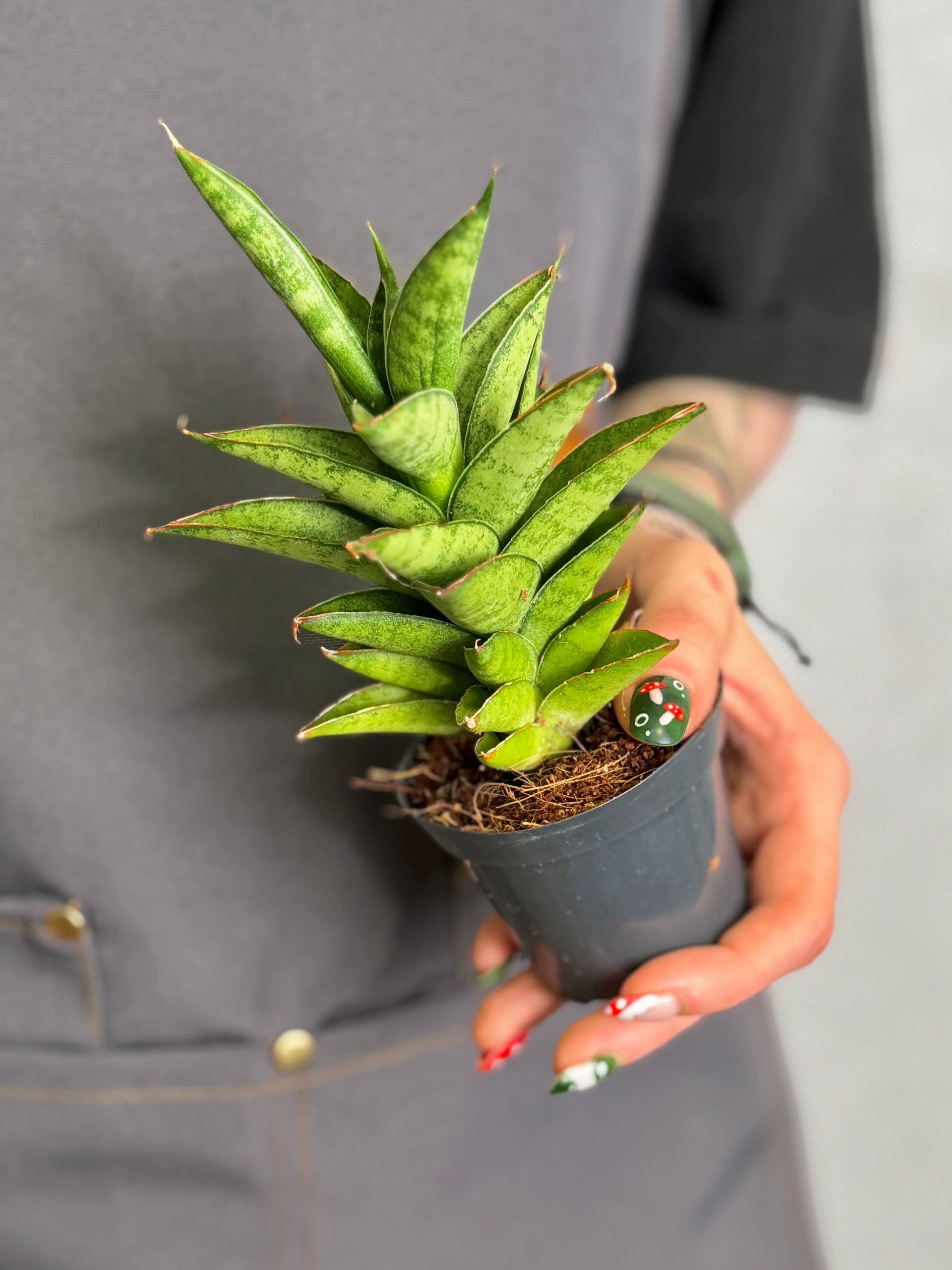 Сансевиерия Цилиндрическая Старшутер (Sansevieria Cylindrica Starshooter) D7см