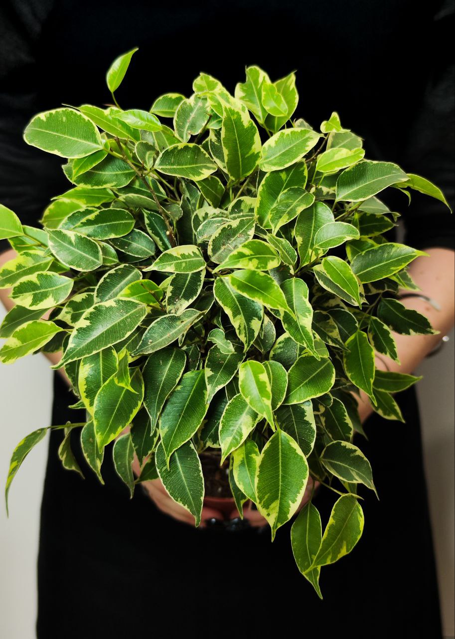 Фикус Бенджамина Кинки (Ficus Benjamina Kinky) D12см