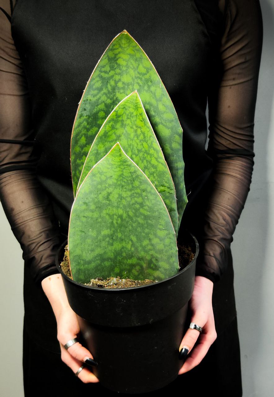 Сансевиерия Масониана Виктория XXL (Sansevieria Big Leaves Green) D19см