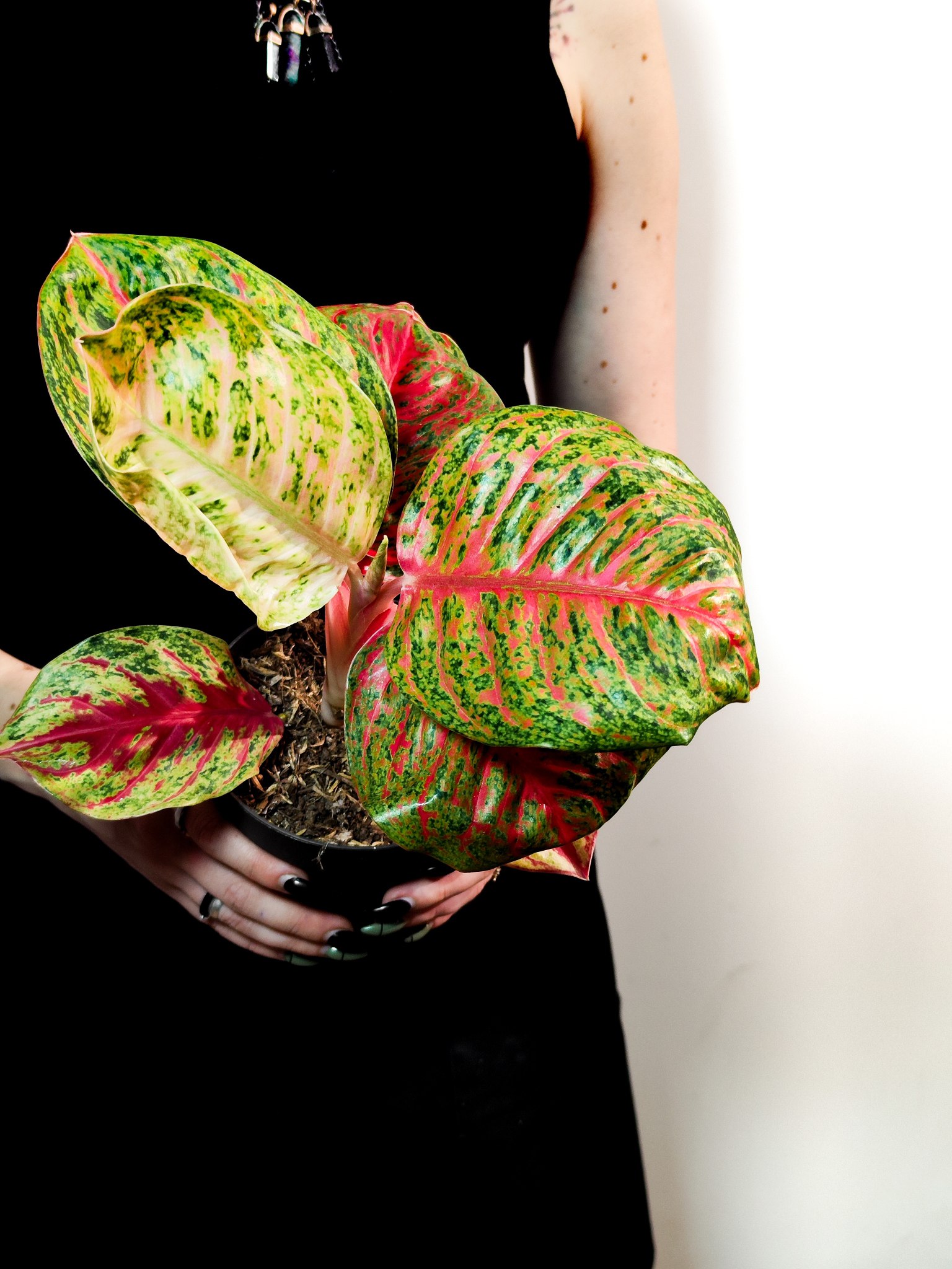 Аглаонема Ред Балун (Aglaonema Red Balloon) D12см