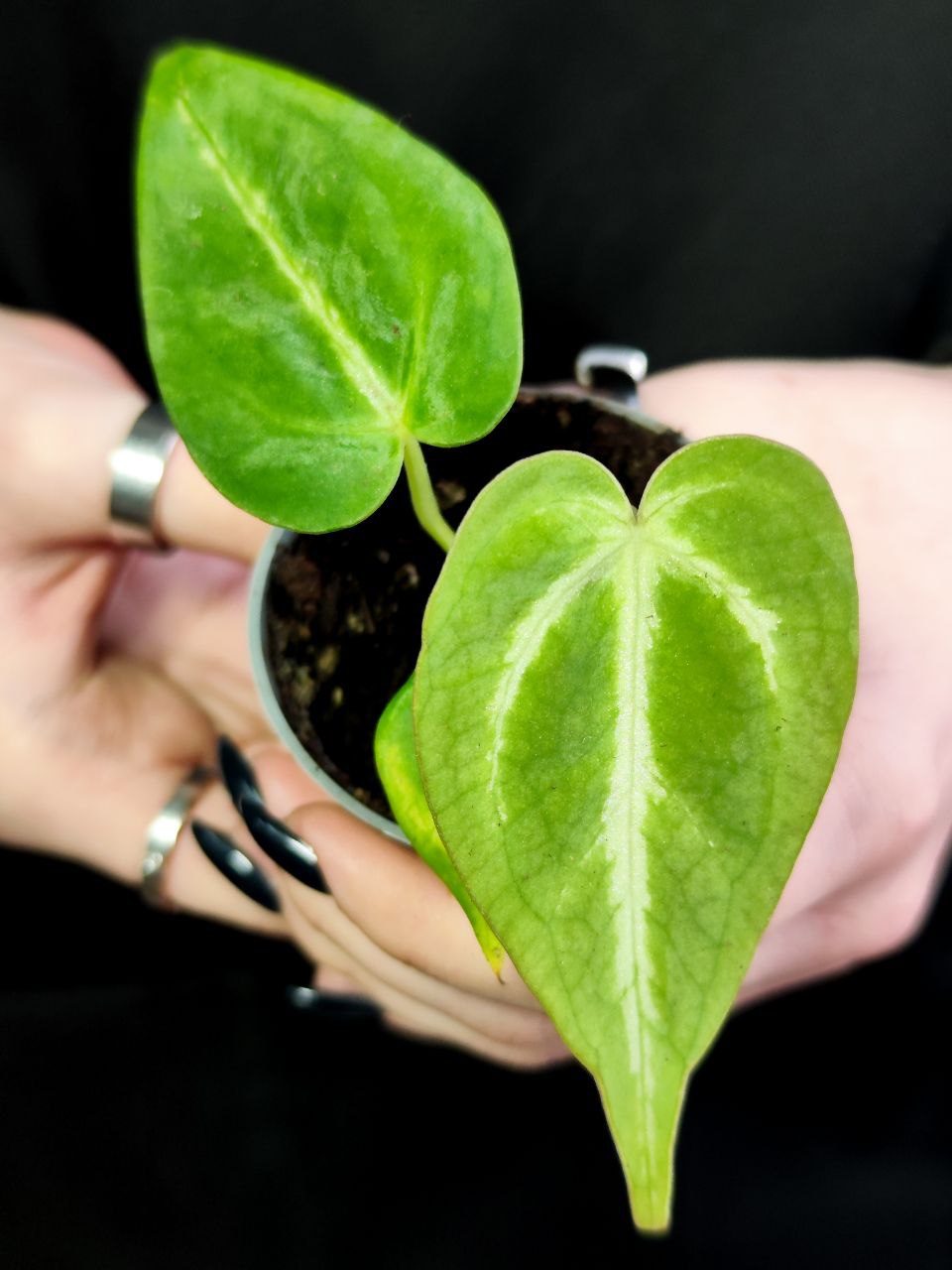 Антуриум Магнификум, или Великолепный (Anthurium Magnificum) D6см