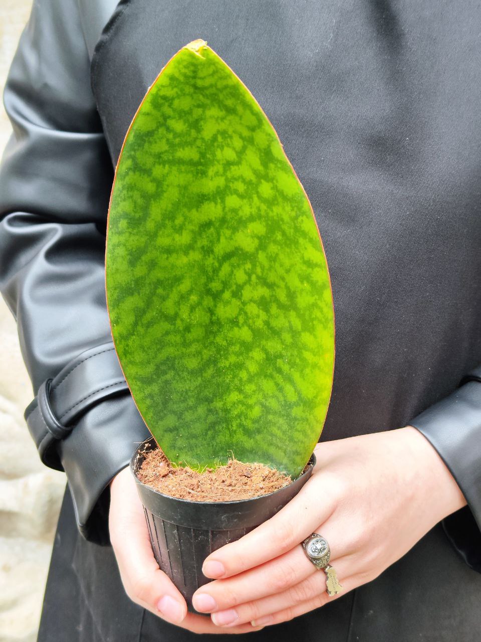 Сансевиерия Масониана Виктория (Sansevieria Masoniana Whale Fin) D10см