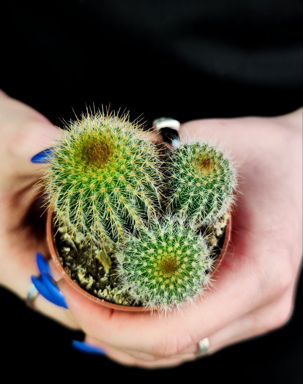 Нотокактус Ленингхауза Груп, или Лимонный Шар (Notocactus Leninghausii Group) D5см