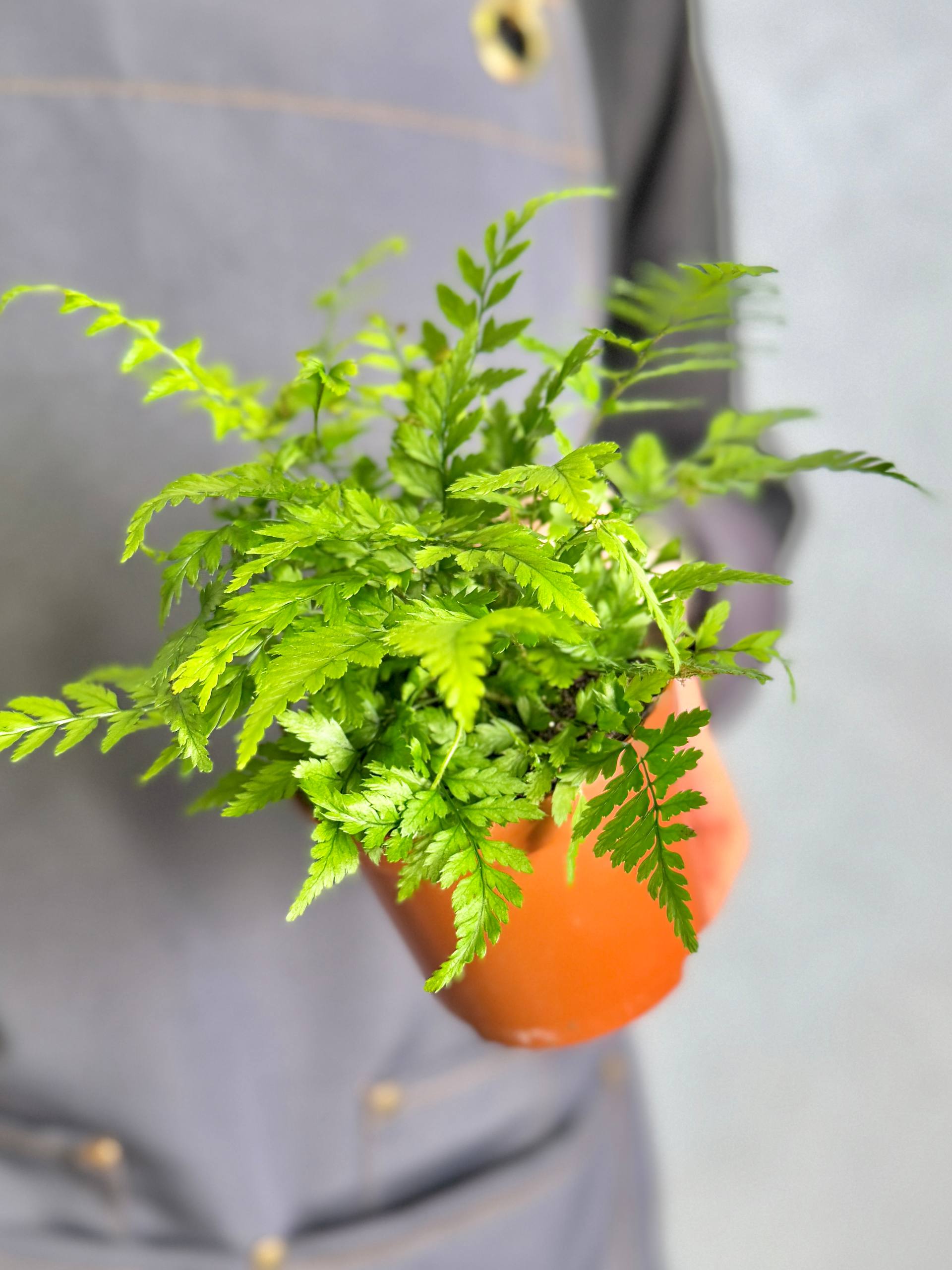 Папоротник Атириум Спикатум (Athyrium Spicatum) D8,5см