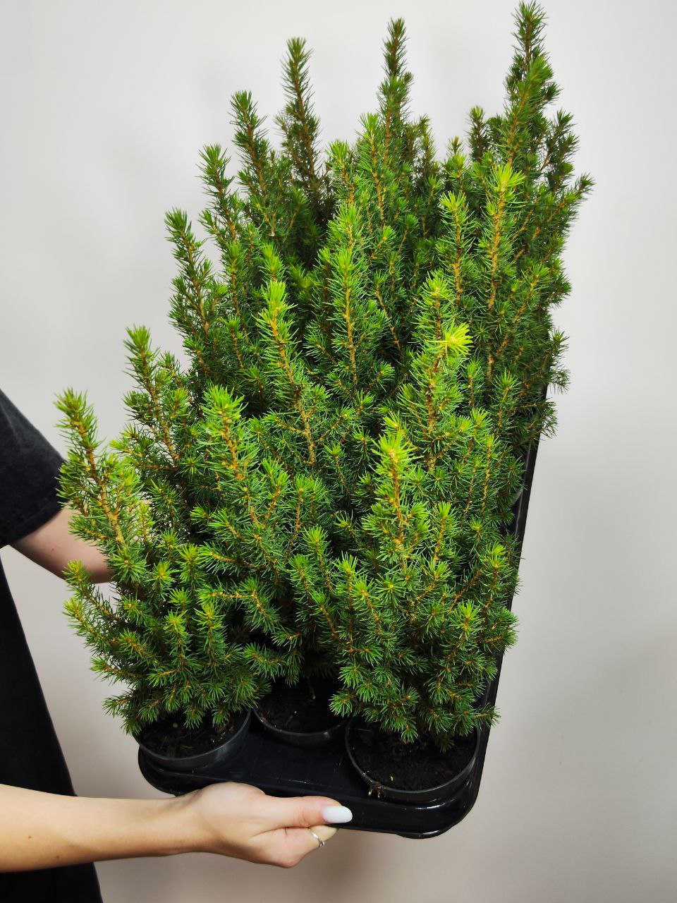 Ель Глаука Перфекта (Picea Glauca Perfecta) D9см, живая елка в горшке