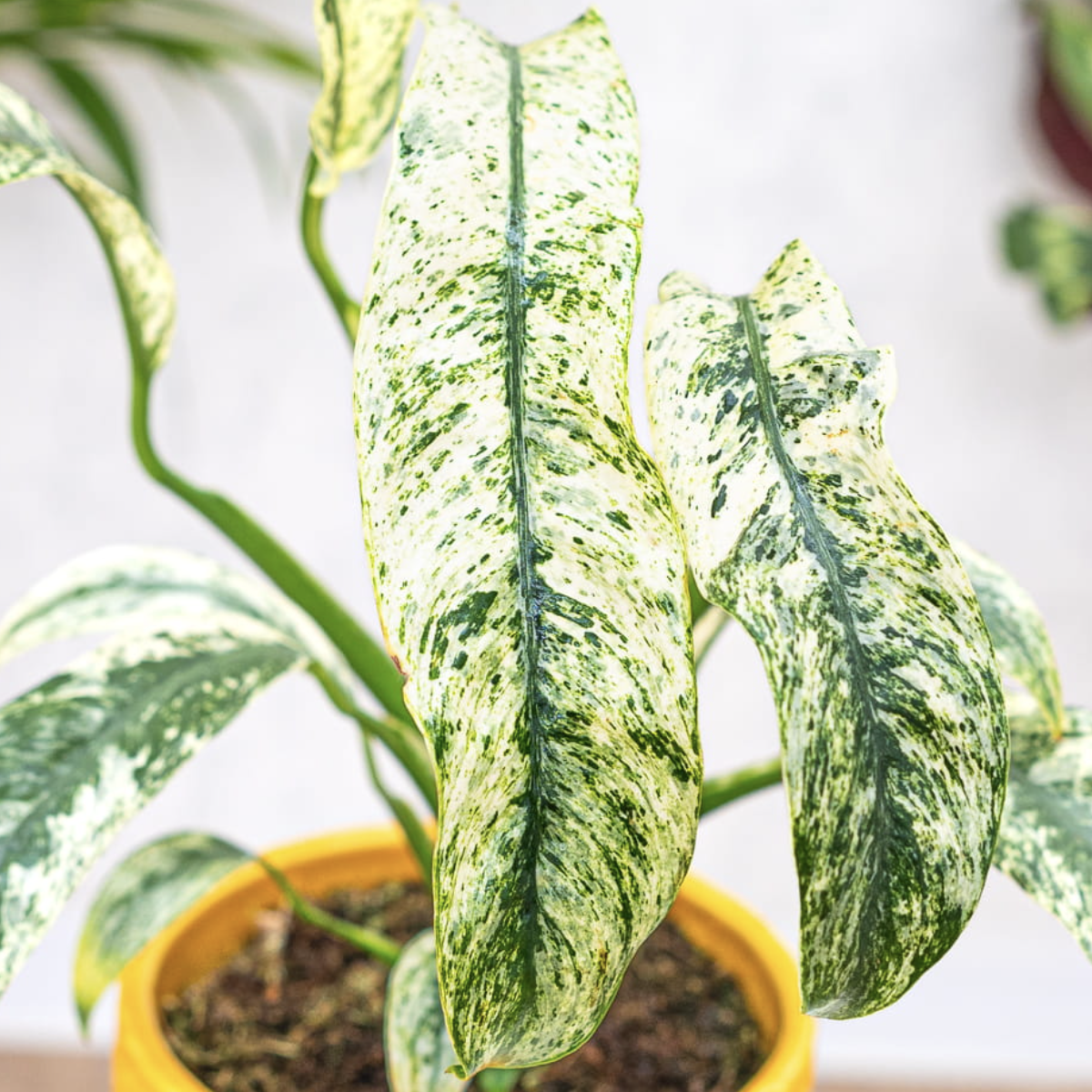 Рафидофора Пуберула Вариегата (Rhaphidophora Puberula Variegata) D6см