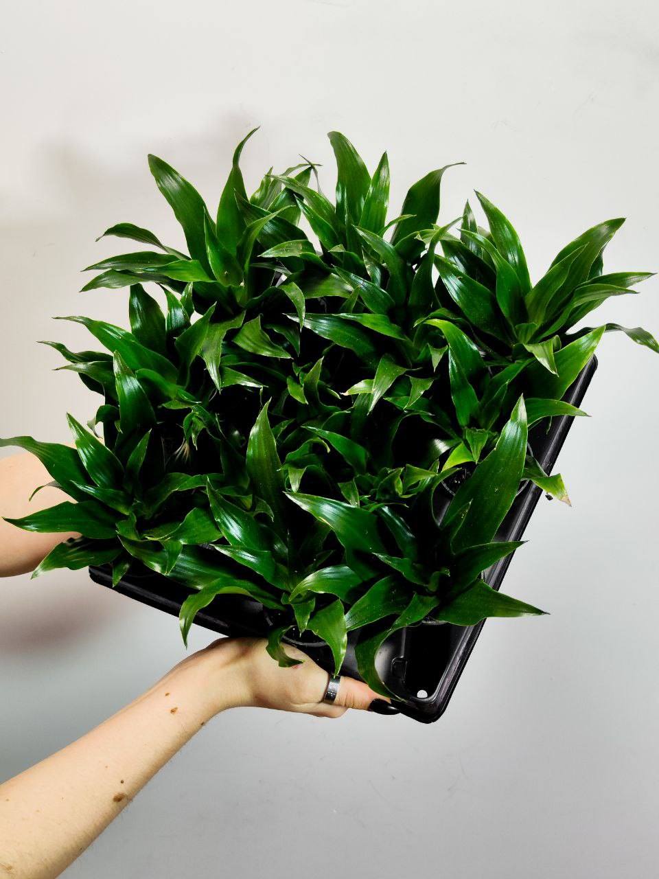 Драцена Джанет Крейг (Dracaena Fragrance Janet Craig) D6см