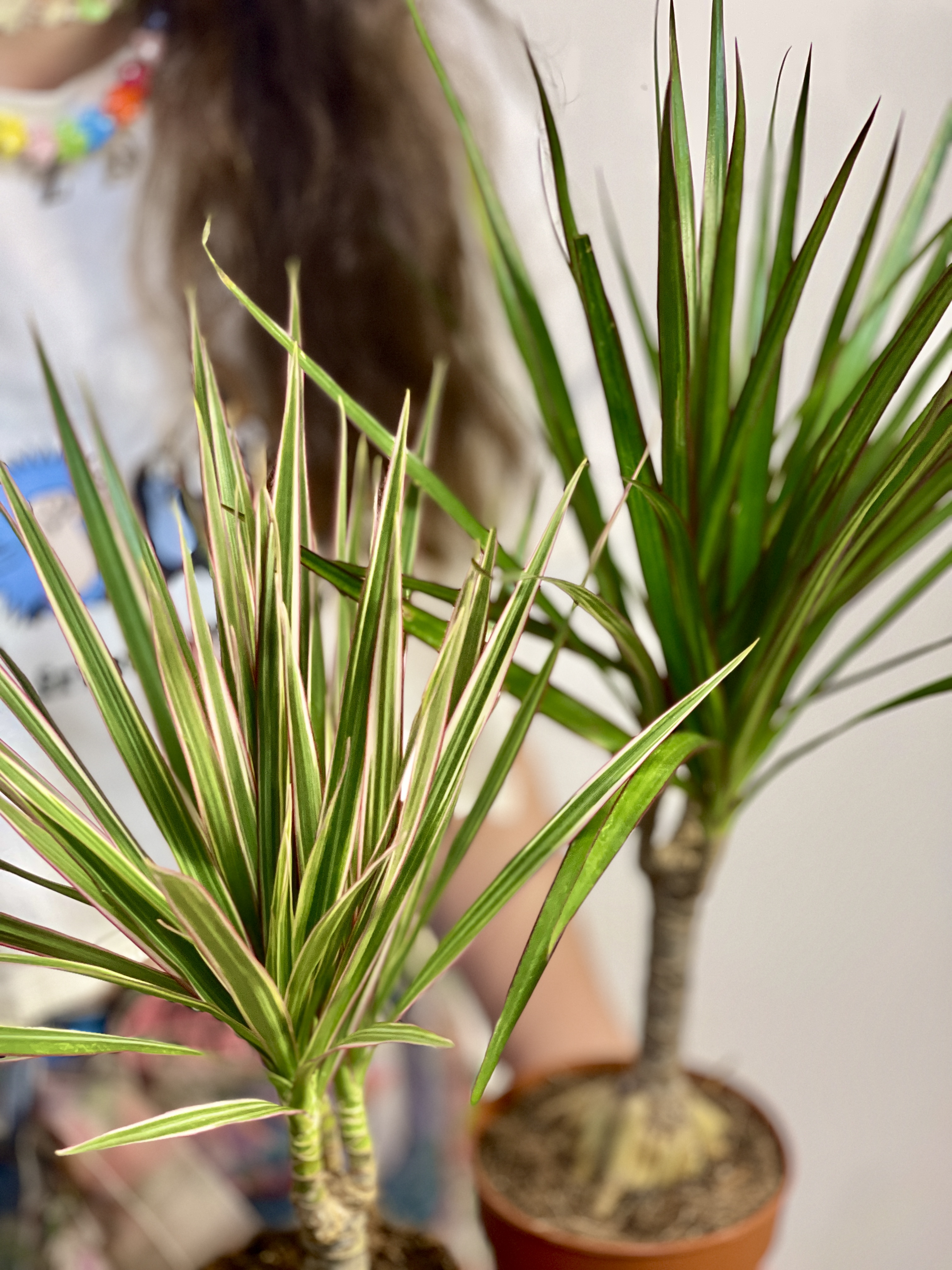 Драцена Маргината Биколор (Dracaena Marginata Bicolor) D12см
