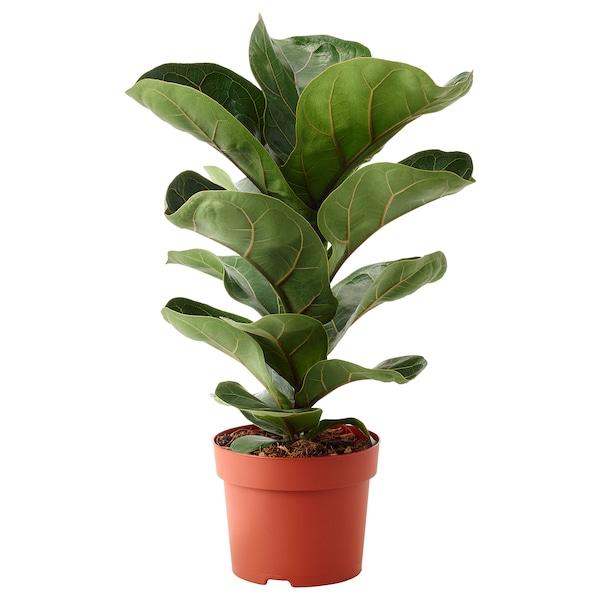 Фикус Лирата Бамбино (Ficus Lyrata Bambino) D12см