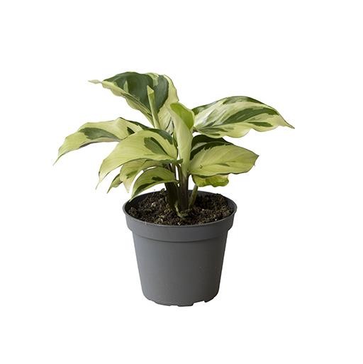 Калатея Йеллоу Фьюжин (Calathea Yellow Fusion) D6см