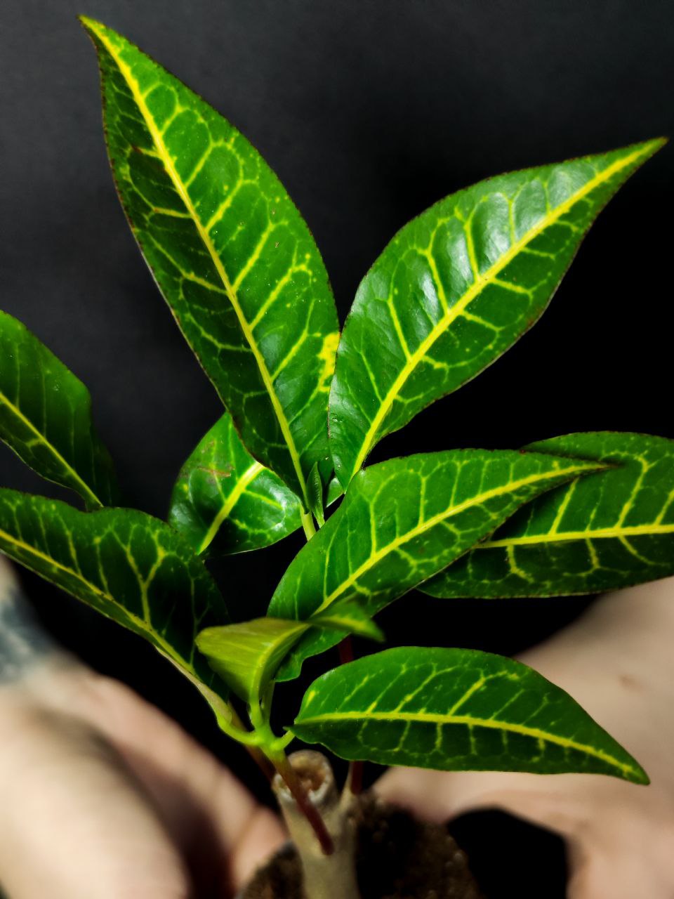 Кодиеум Петра Кейн (Codiaeum Petra Cane) D6см