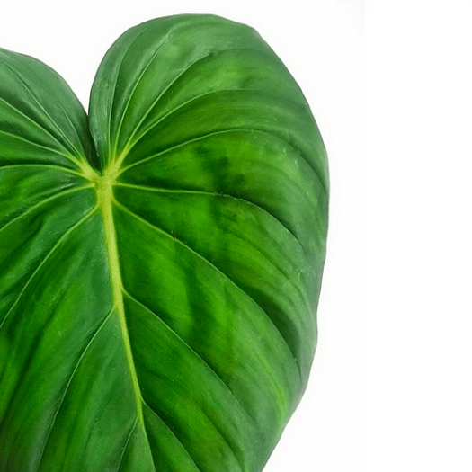 Филодендрон Макдауэлл (Philodendron McDowell) D6см