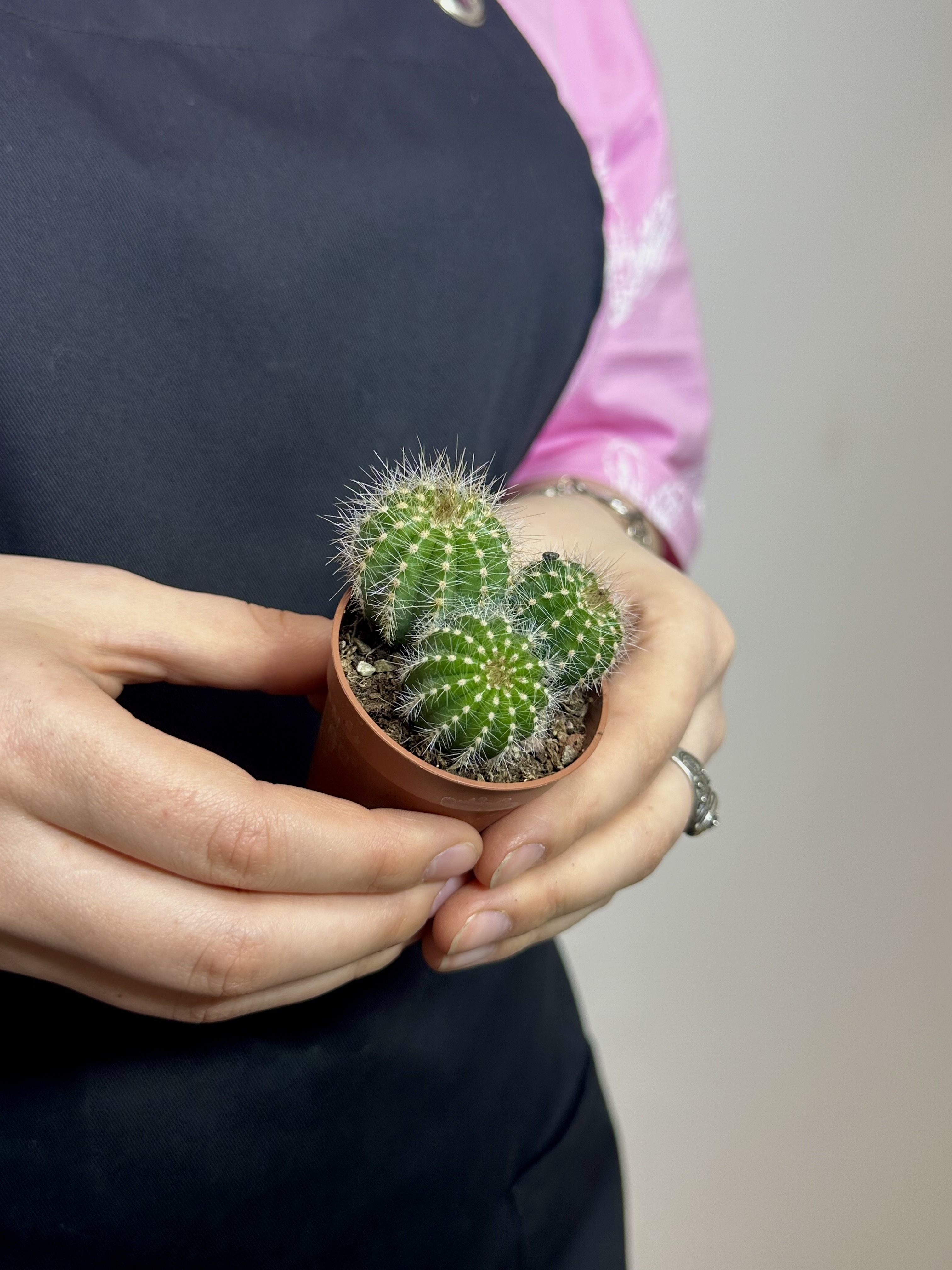 Нотокактус Вараси Груп (Notocactus Warasii Group) D5см