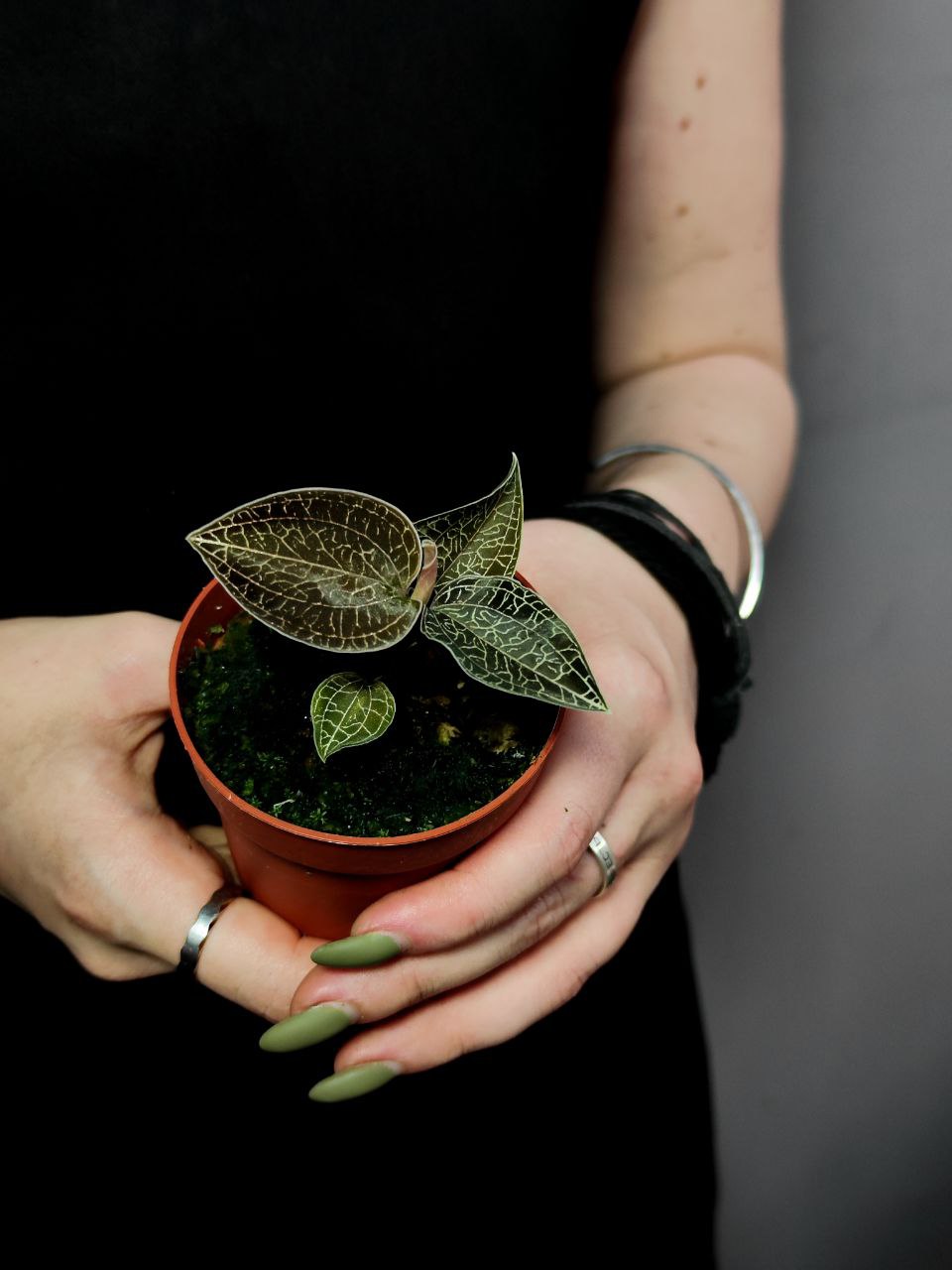 Орхидея Драгоценная Карма Оникс (Jewel Orchid Karma Onyx) D7см