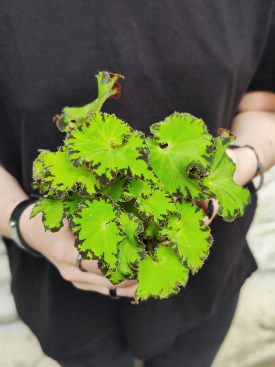 Бегония Рекс Ред Джайв (Begonia Rex Red Jive) D6см