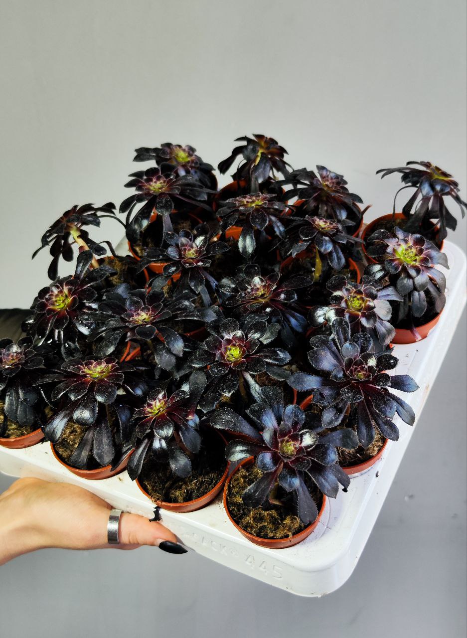Эониум Шварцкопфа, или Черная Роза (Aeonium Schwarzkopf) D5см
