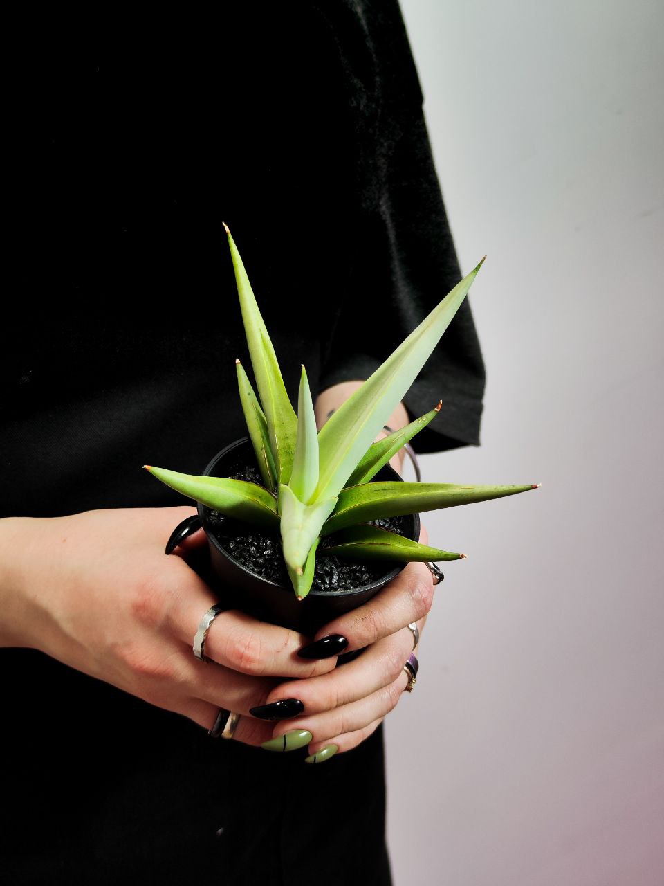 Сансевиерия Комета Пастель Грей (Sansevieria Comet Pastel Grey) D7,5см