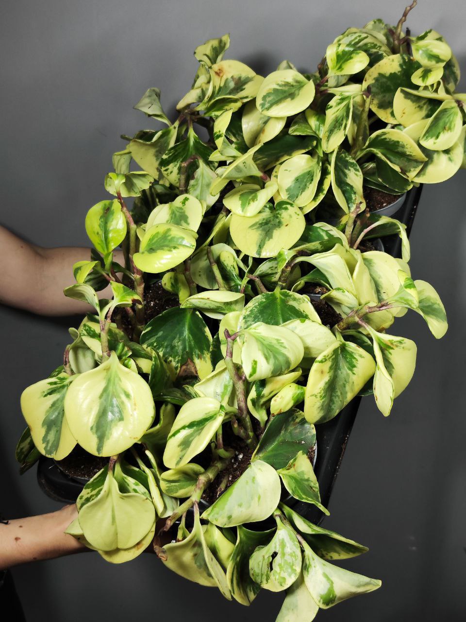 Пеперомия Грин Голд УЦЕНКА (Peperomia Obtusifolia Green Gold) D11см