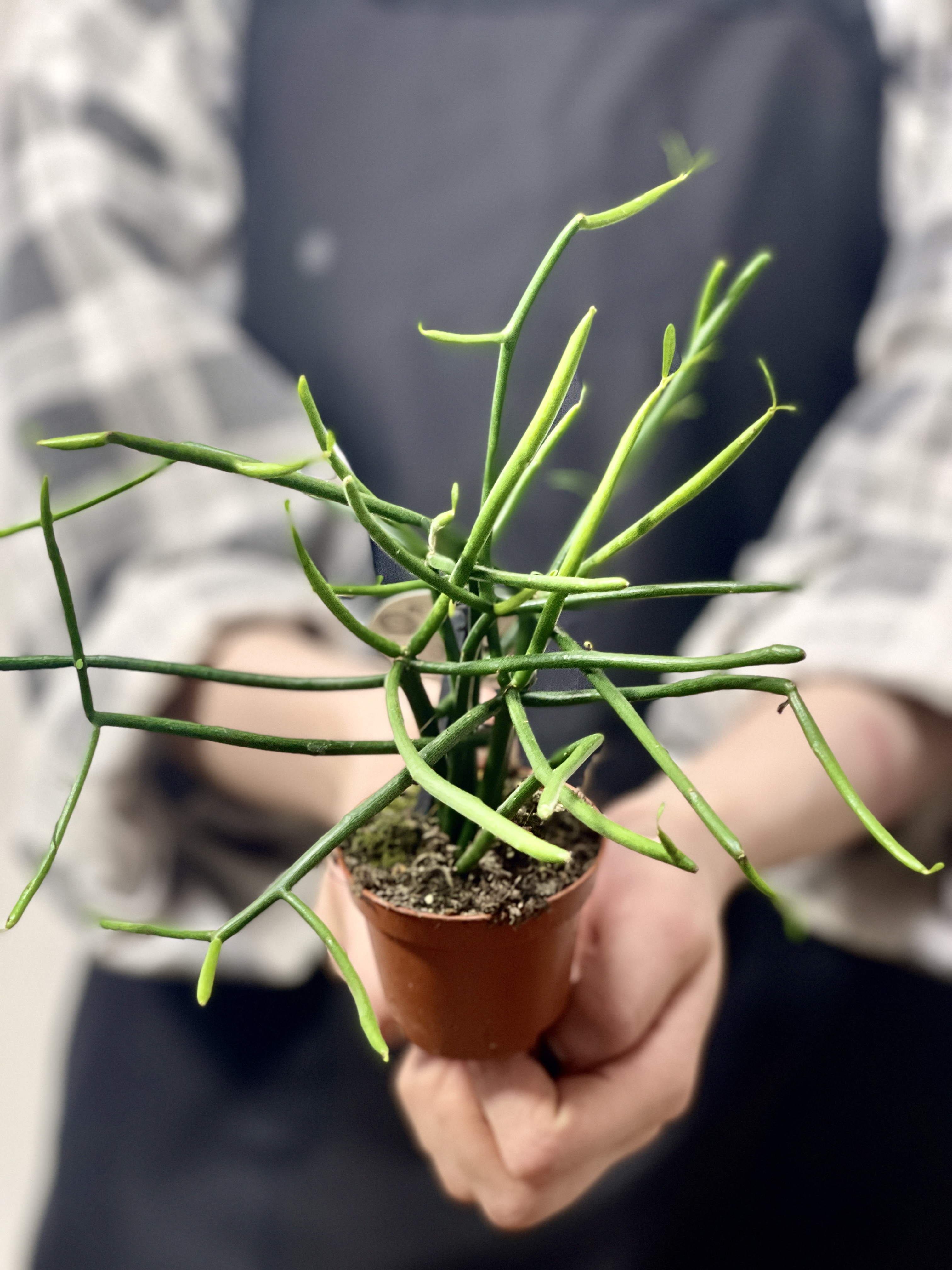 Эуфорбия (Молочай) Тирукалли (Euphorbia Tirucalli) D6см