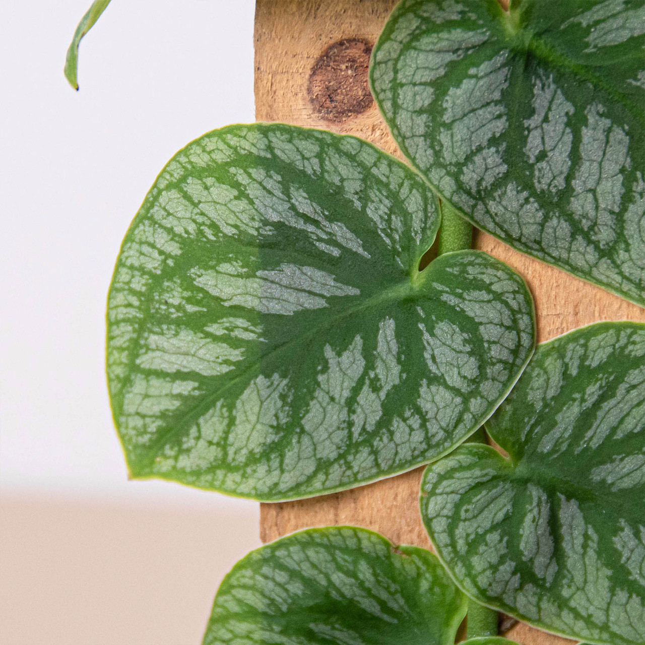 Монстера Дубиа (Monstera Dubia) D14см